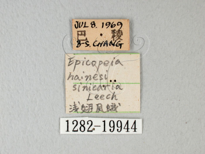 中文名:(1282-19944)學名: i Epicopeia hainesii matsumurai /i  Okano, 1973(1282-19944)
