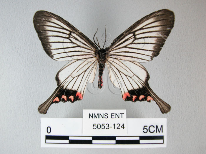 中文名:(5053-124)學名: i Epicopeia hainesii matsumurai /i  Okano, 1973(5053-124)
