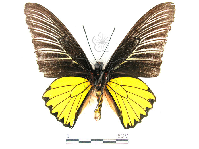 中文名:珠光鳳蝶(1282-16762)學名:Troides magellanusMatsumura subsp. sonani(1282-16762)