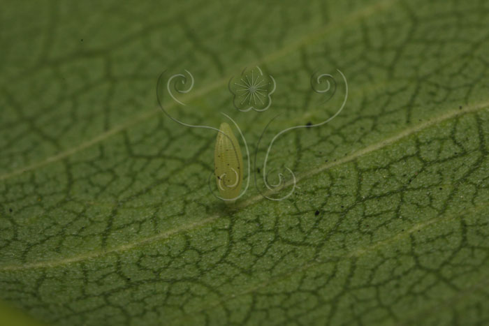 文件名稱:銀紋淡黃蝶_卵_1標題:銀紋淡黃蝶 Catopsilia pomona (Fabricius, 1775)