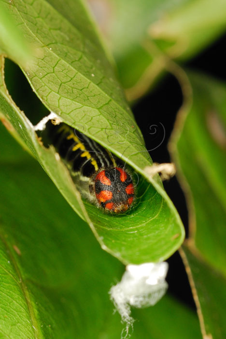 文件名稱:鸞褐弄蝶_蟲巢裡的幼蟲標題:圖說：蟲巢內的鸞褐弄蝶幼蟲