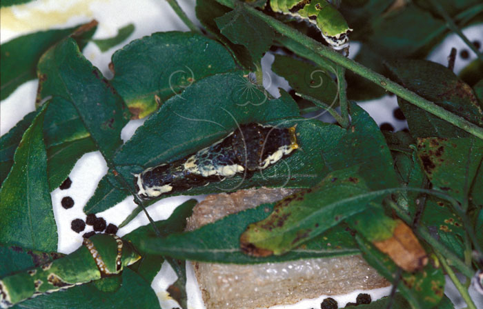 文件名稱:Papilio polytes pasikrates玉帶鳳蝶(幼蟲)