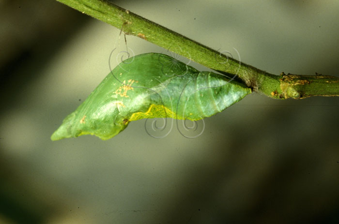 文件名稱:Papilio polytes pasikrates玉帶鳳蝶(蛹)