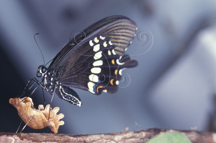 文件名稱:Papilio polytes pasikrates玉帶鳳蝶(成蟲)