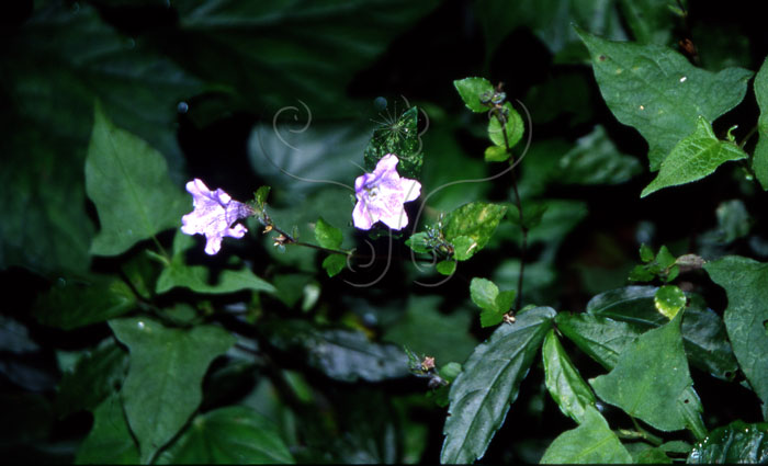 文件名稱:Strobilanthes rankanensis蘭嵌馬藍標題:白鬚小黃紋弄蝶的寄主植物：蘭嵌馬藍