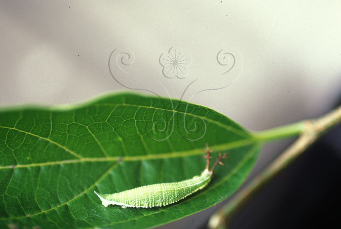 文件名稱:Timelaea albescens formosana豹紋蝶(幼蟲)