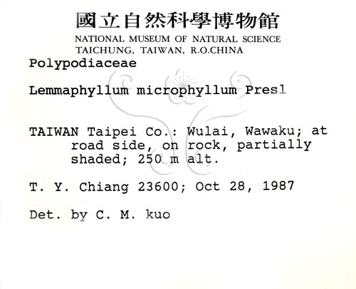 中文名:抱樹蕨(P000681)學名:Lemmaphyllum microphyllum Presl(P000681)中文別名:伏石蕨