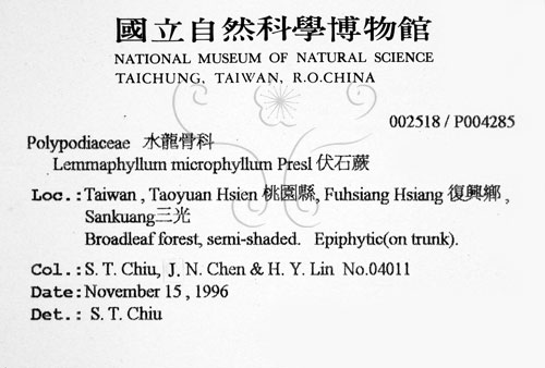 中文名:抱樹蕨(P004285)學名:Lemmaphyllum microphyllum Presl(P004285)中文別名:伏石蕨