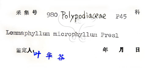 中文名:抱樹蕨(P005135)學名:Lemmaphyllum microphyllum Presl(P005135)中文別名:伏石蕨
