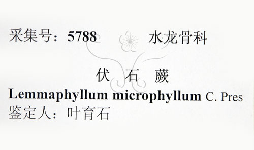 中文名:抱樹蕨(P010438)學名:Lemmaphyllum microphyllum Presl(P010438)中文別名:伏石蕨