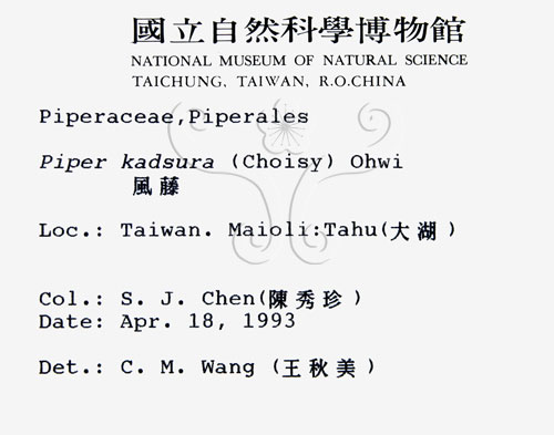 中文名:風藤(S011399)學名:Piper kadsura (Choisy) Ohwi(S011399)英文名:Pepper