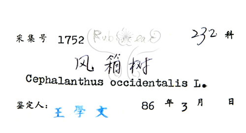 中文名:風箱樹(S019288)學名:Cephalanthus occidentalis Linn.(S019288)