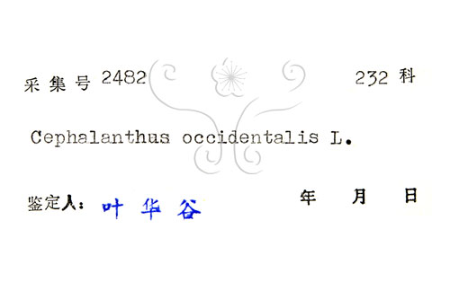 中文名:風箱樹(S037930)學名:Cephalanthus occidentalis Linn.(S037930)