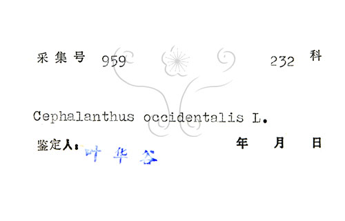 中文名:風箱樹(S045140)學名:Cephalanthus occidentalis Linn.(S045140)