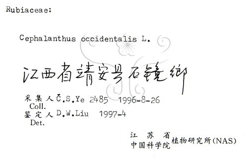 中文名:風箱樹(S056484)學名:Cephalanthus occidentalis Linn.(S056484)
