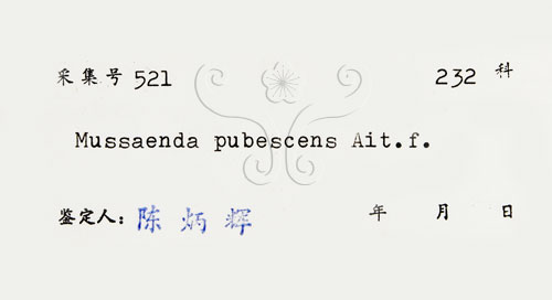 中文名:毛玉葉金花(S029689)學名:Mussaenda pubescens Ait. f.(S029689)英文名:Downy Mussanenda, Mussaenda, Taiwan Mussnenda