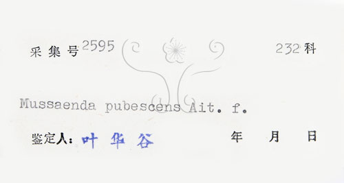 中文名:毛玉葉金花(S041536)學名:Mussaenda pubescens Ait. f.(S041536)英文名:Downy Mussanenda, Mussaenda, Taiwan Mussnenda