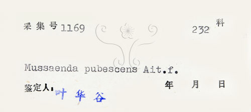 中文名:毛玉葉金花(S045310)學名:Mussaenda pubescens Ait. f.(S045310)英文名:Downy Mussanenda, Mussaenda, Taiwan Mussnenda