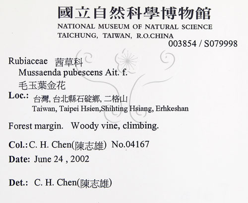 中文名:毛玉葉金花(S079998)學名:Mussaenda pubescens Ait. f.(S079998)英文名:Downy Mussanenda, Mussaenda, Taiwan Mussnenda