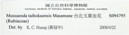 中文名:臺北玉葉金花(S094795)學名:Mussaenda taihokuensis Masam.(S094795)中文別名:台北玉葉金花