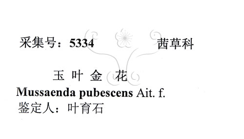 中文名:毛玉葉金花(S102981)學名:Mussaenda pubescens Ait. f.(S102981)英文名:Downy Mussanenda, Mussaenda, Taiwan Mussnenda