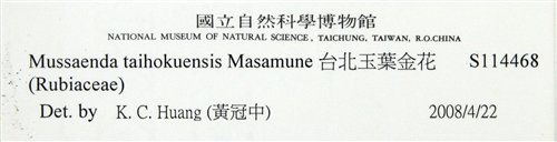 中文名:臺北玉葉金花(S114468)學名:Mussaenda taihokuensis Masam.(S114468)中文別名:台北玉葉金花