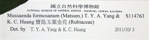 中文名:寶島玉葉金花(S114763)學名:Mussaenda formosanum (Matsum.) T. Y. A. Yang & K. C. Huang(S114763)