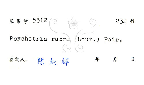 中文名:九節木(S029411)學名:Psychotria rubra (Lour.) Poir.(S029411)中文別名:牛屎烏英文名:Wild Coffee