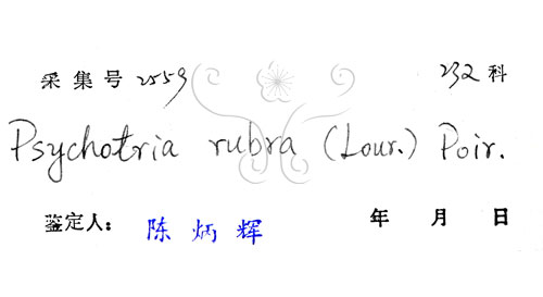 中文名:九節木(S029504)學名:Psychotria rubra (Lour.) Poir.(S029504)中文別名:牛屎烏英文名:Wild Coffee