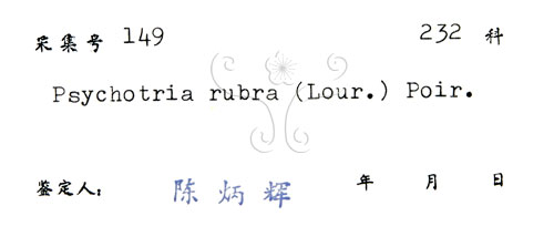 中文名:九節木(S029743)學名:Psychotria rubra (Lour.) Poir.(S029743)中文別名:牛屎烏英文名:Wild Coffee