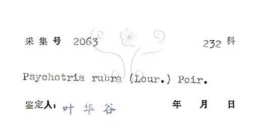 中文名:九節木(S037325)學名:Psychotria rubra (Lour.) Poir.(S037325)中文別名:牛屎烏英文名:Wild Coffee