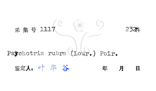 中文名:九節木(S044772)學名:Psychotria rubra (Lour.) Poir.(S044772)中文別名:牛屎烏英文名:Wild Coffee
