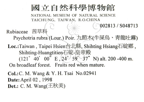 中文名:九節木(S048713)學名:Psychotria rubra (Lour.) Poir.(S048713)中文別名:牛屎烏英文名:Wild Coffee