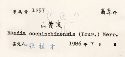中文名:茜草樹(S019324)學名:Randia cochinchinensis (Lour.) Merr.(S019324)英文名:Cochinchina Randia