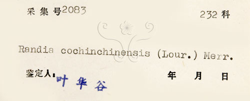 中文名:茜草樹(S041645)學名:Randia cochinchinensis (Lour.) Merr.(S041645)英文名:Cochinchina Randia