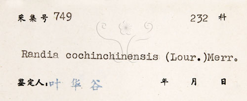中文名:茜草樹(S045618)學名:Randia cochinchinensis (Lour.) Merr.(S045618)英文名:Cochinchina Randia