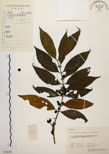 中文名:茜草樹(S058281)學名:Randia cochinchinensis (Lour.) Merr.(S058281)英文名:Cochinchina Randia