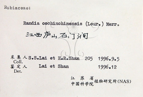 中文名:茜草樹(S059560)學名:Randia cochinchinensis (Lour.) Merr.(S059560)英文名:Cochinchina Randia