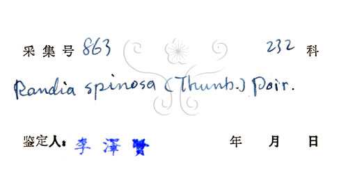 中文名:對面花(S033941)學名:Randia spinosa (Thunb.) Poir.(S033941)英文名:Spiny Randia