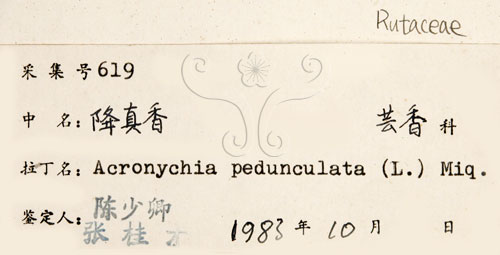 中文名:降真香(S019643)學名:Acronychia pedunculata (L.) Miq.(S019643)英文名:Acronychia