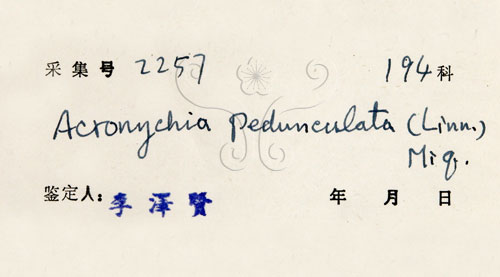 中文名:降真香(S032821)學名:Acronychia pedunculata (L.) Miq.(S032821)英文名:Acronychia