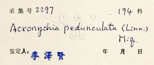 中文名:降真香(S032949)學名:Acronychia pedunculata (L.) Miq.(S032949)英文名:Acronychia