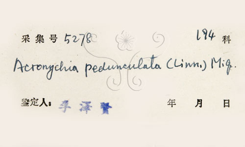 中文名:降真香(S033680)學名:Acronychia pedunculata (L.) Miq.(S033680)英文名:Acronychia