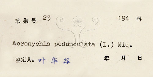 中文名:降真香(S038326)學名:Acronychia pedunculata (L.) Miq.(S038326)英文名:Acronychia