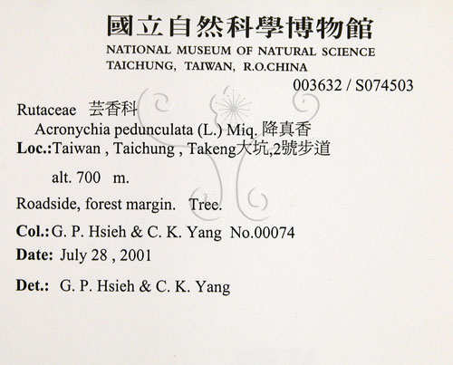 中文名:降真香(S074503)學名:Acronychia pedunculata (L.) Miq.(S074503)英文名:Acronychia