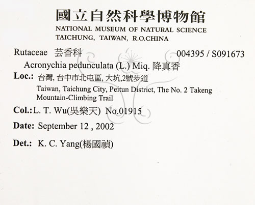 中文名:降真香(S091673)學名:Acronychia pedunculata (L.) Miq.(S091673)英文名:Acronychia