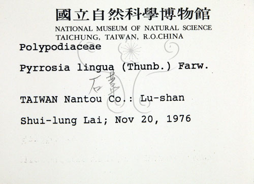 中文名:石葦(P000753)學名:Pyrrosia lingua (Thunb.) Farw.(P000753)英文名:Japanese felt fern