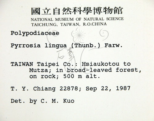 中文名:石葦(P000754)學名:Pyrrosia lingua (Thunb.) Farw.(P000754)英文名:Japanese felt fern
