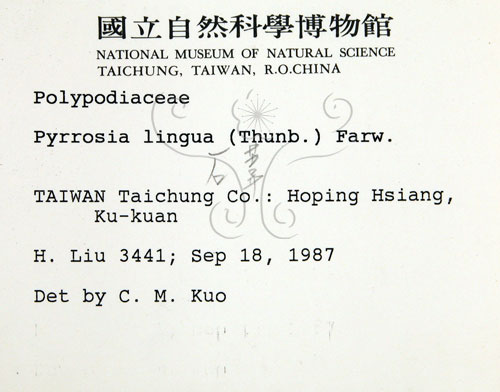 中文名:石葦(P000757)學名:Pyrrosia lingua (Thunb.) Farw.(P000757)英文名:Japanese felt fern