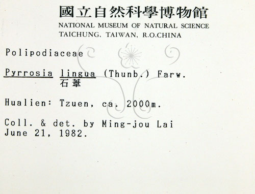 中文名:石葦(P001362)學名:Pyrrosia lingua (Thunb.) Farw.(P001362)英文名:Japanese felt fern